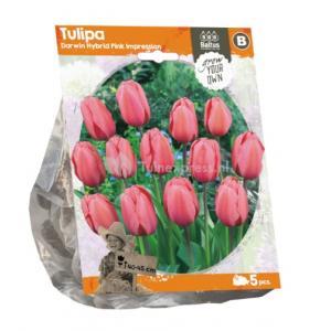 Baltus Tulipa Darwin Hybrid Pink Impression tulpen bloembollen per 5 stuks